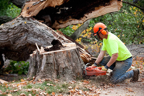Professional Tree Services in Minturn, CO