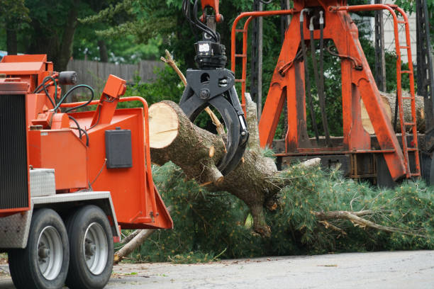 How Our Tree Care Process Works  in  Minturn, CO