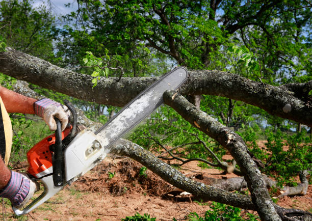 Best Aeration Services  in Minturn, CO